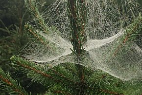 Kupujesz żywą choinkę na święta? Ten szczegół łatwo przeoczyć-11995