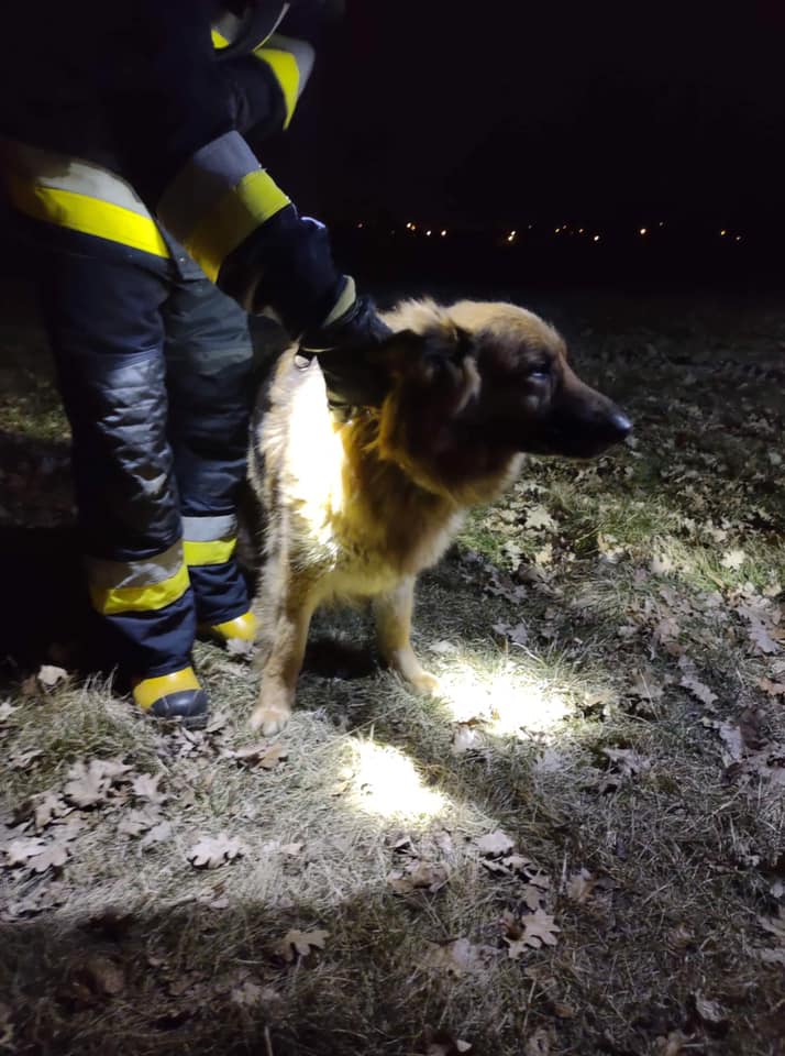 Na Błoniach znaleziono psa. Zwierzę jest pod opieką pakoskich strażaków. Fot. OSP Pakość